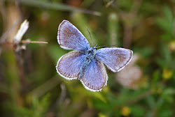 SILVER-STUDDED BLUE - SOUTH STACK