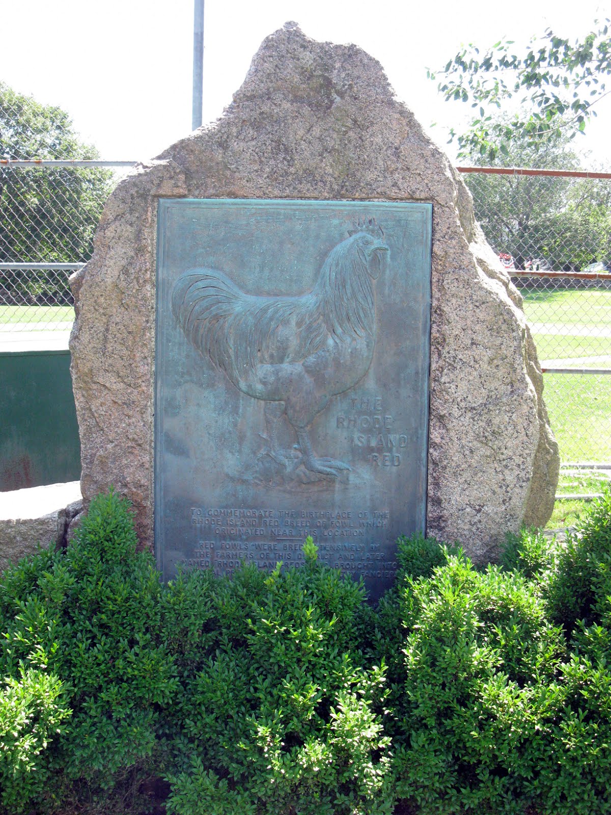 Eccentric Roadside Poultry in motion The Rhode Island Red monument of