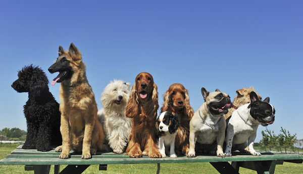 ADIESTRADOR DE PERROS EN ALICANTE