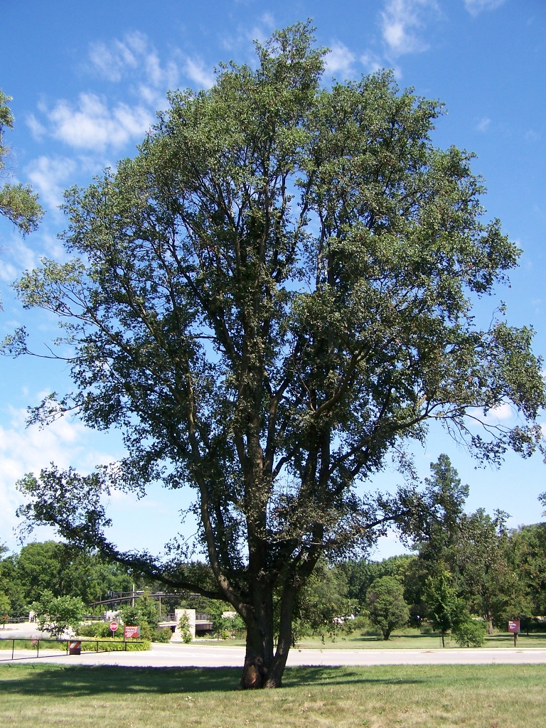 Trees Ulmus procera English Elm