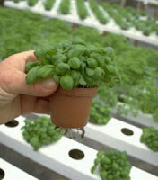 Indoor Hydroponic Herb Garden Uk - Indoor Herb Garden