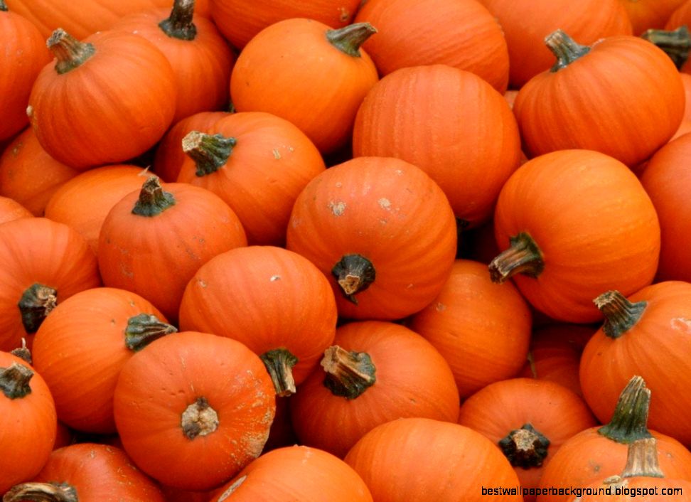 Fall Pictures With Pumpkins HD Wallpapers Lovely Fall Pictures With Pumpkins HD Wallpapers Lovely