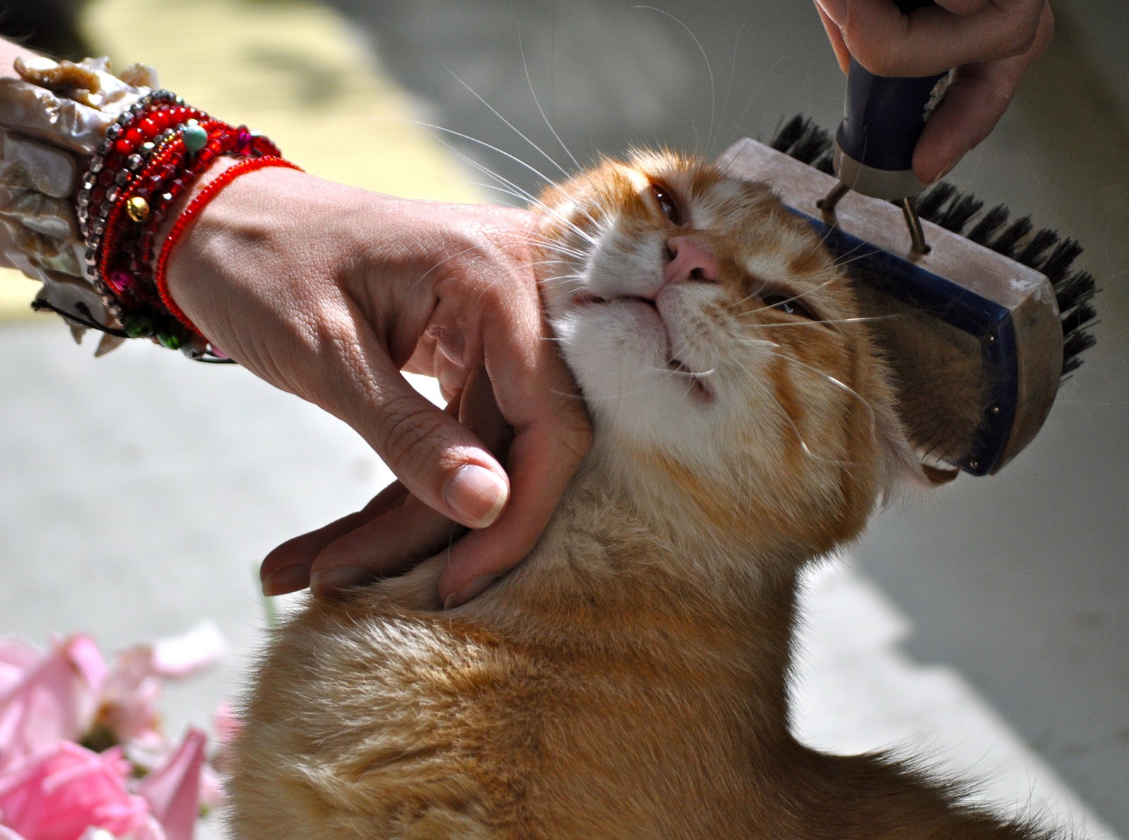 Free Cat Images grooming the tabby cat
