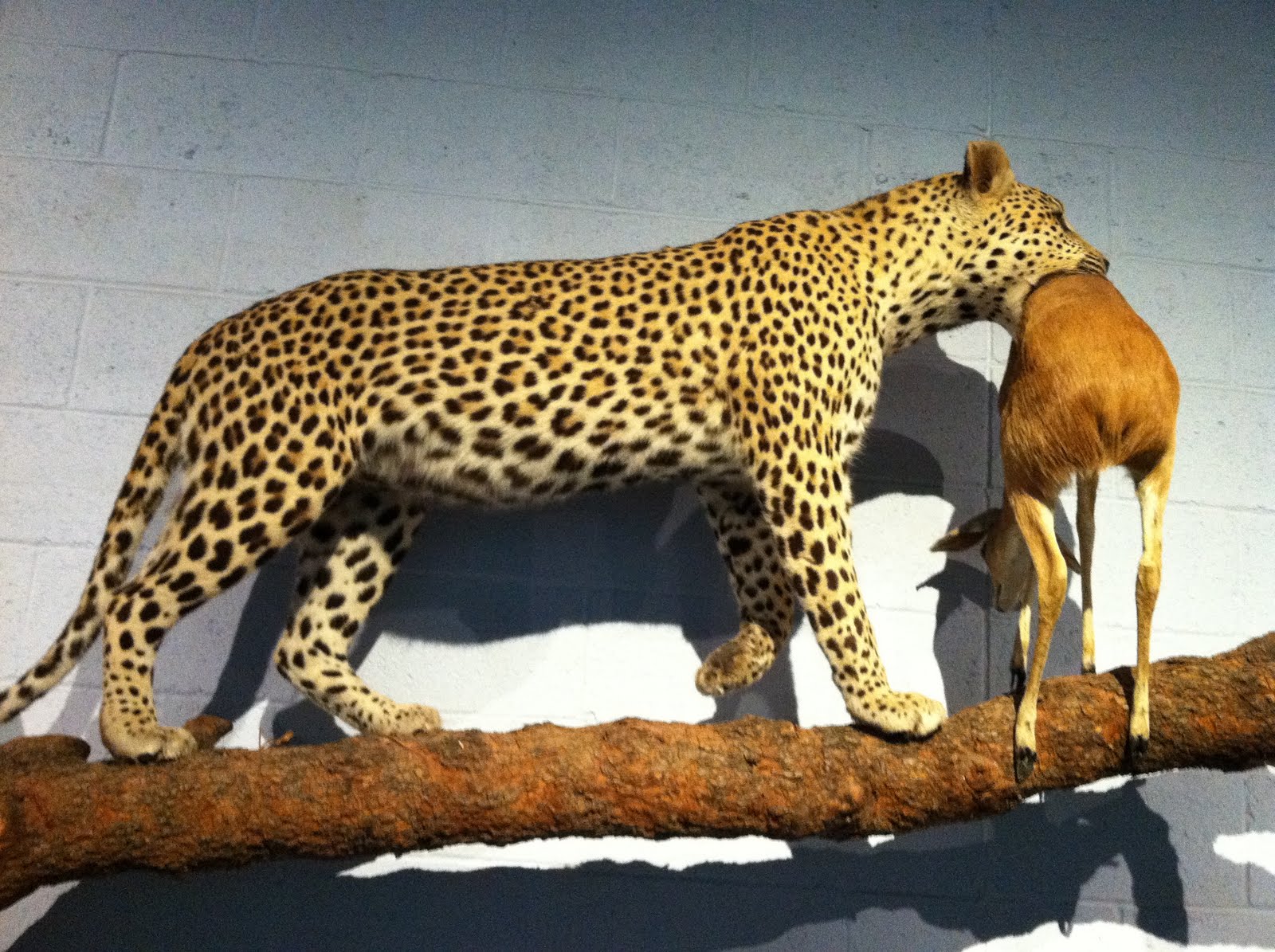 Wildlife and Outdoor Adventures: International Wildlife Museum (Tucson, AZ)