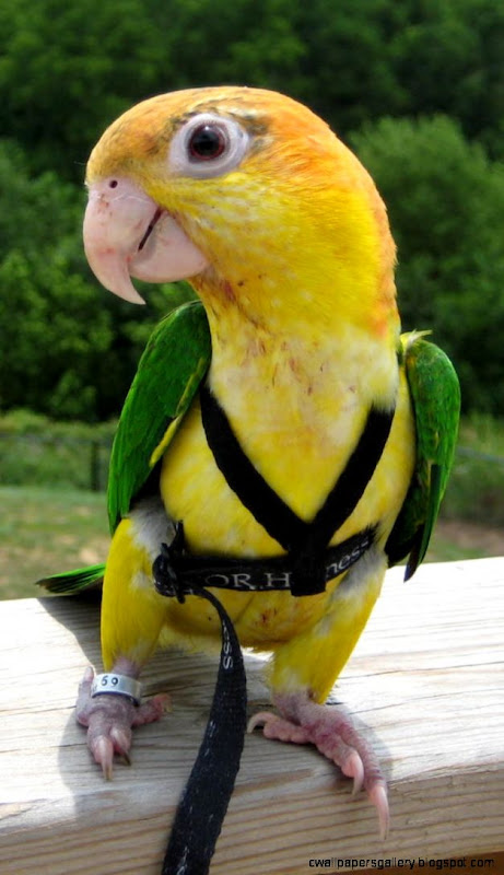 Pet Parrots Species