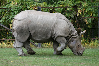 Rhino wild pictures images