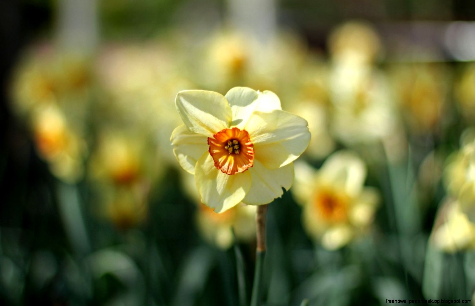 Daffodils Focus Spring White Flowers Bokeh HD wallpapers Daffodils Focus Spring White Flowers Bokeh HD wallpapers