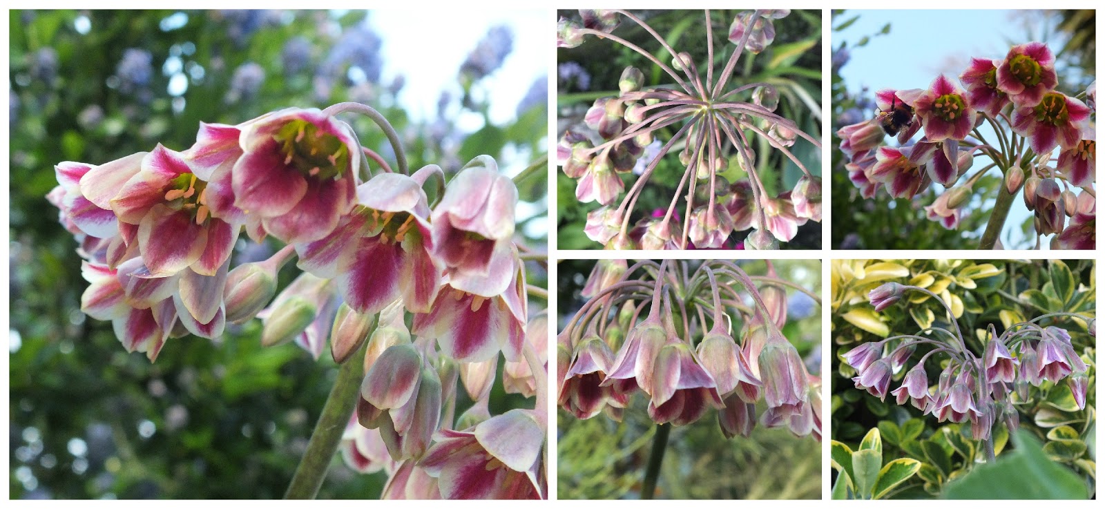 Today's Stuff Honeybell