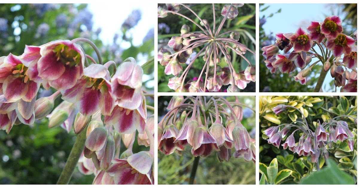 Today's Stuff Honeybell