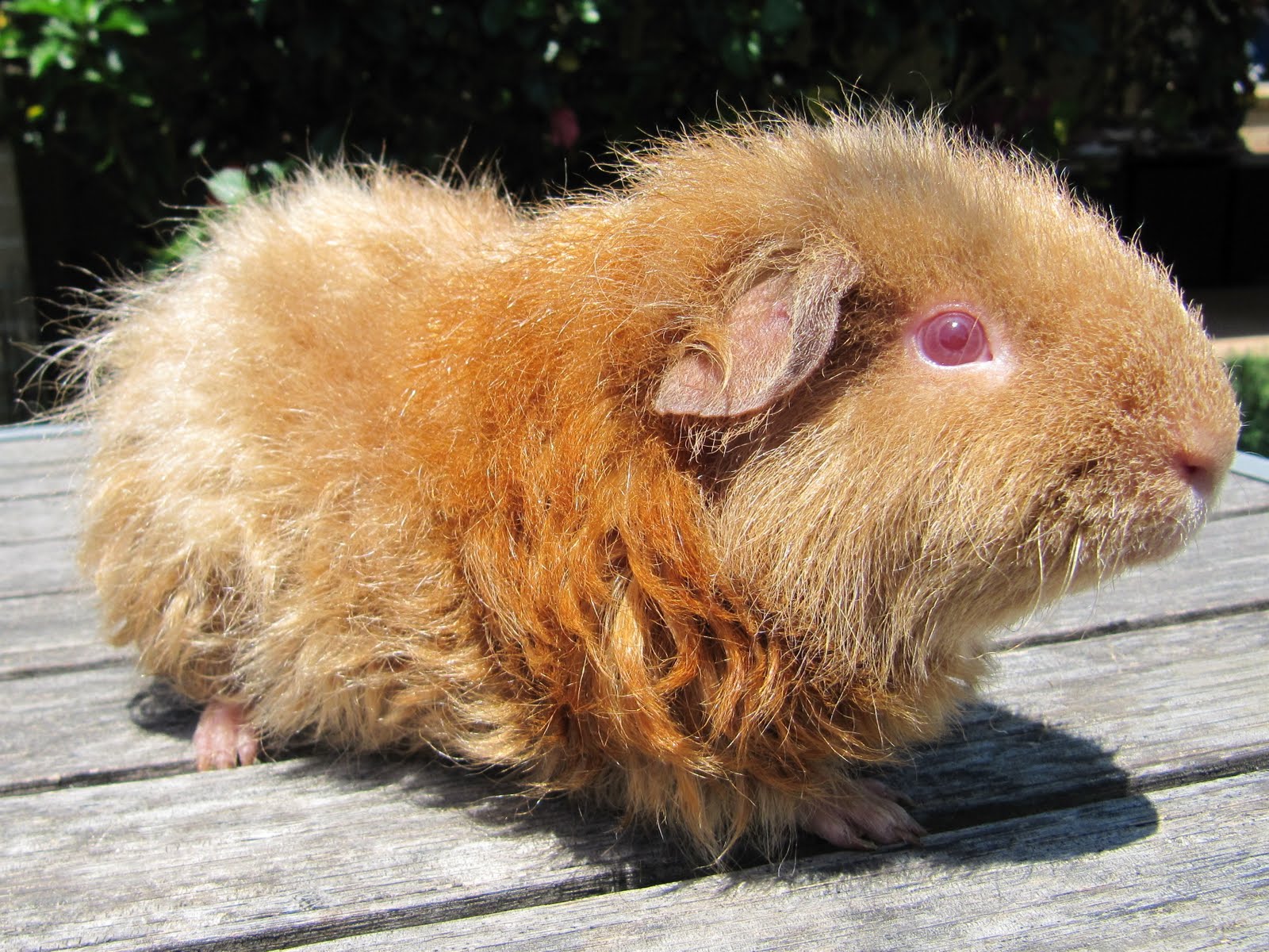 Roan Guinea Pig