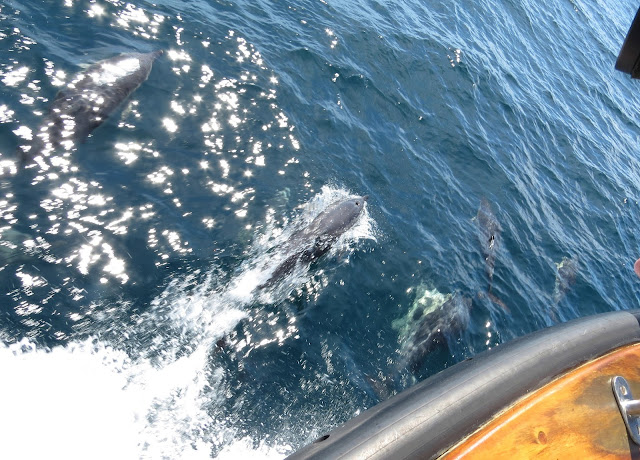 Common Dolphins, Scilly