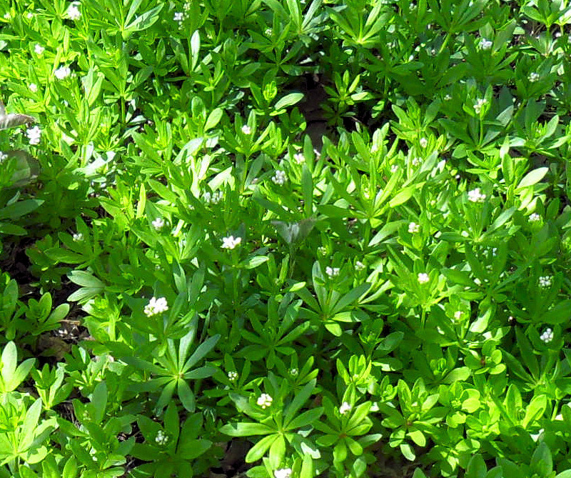Backyard Patch Herbal Blog Sweet Woodruff Herb of the Week