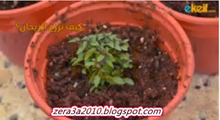 فيديو-كيف نزرع الريحان؟ Zera3a2010.blogspot.com+(2)