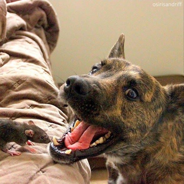 White Wolf This Rescued Pet Rat And Dog Are The Best Buddies Ever