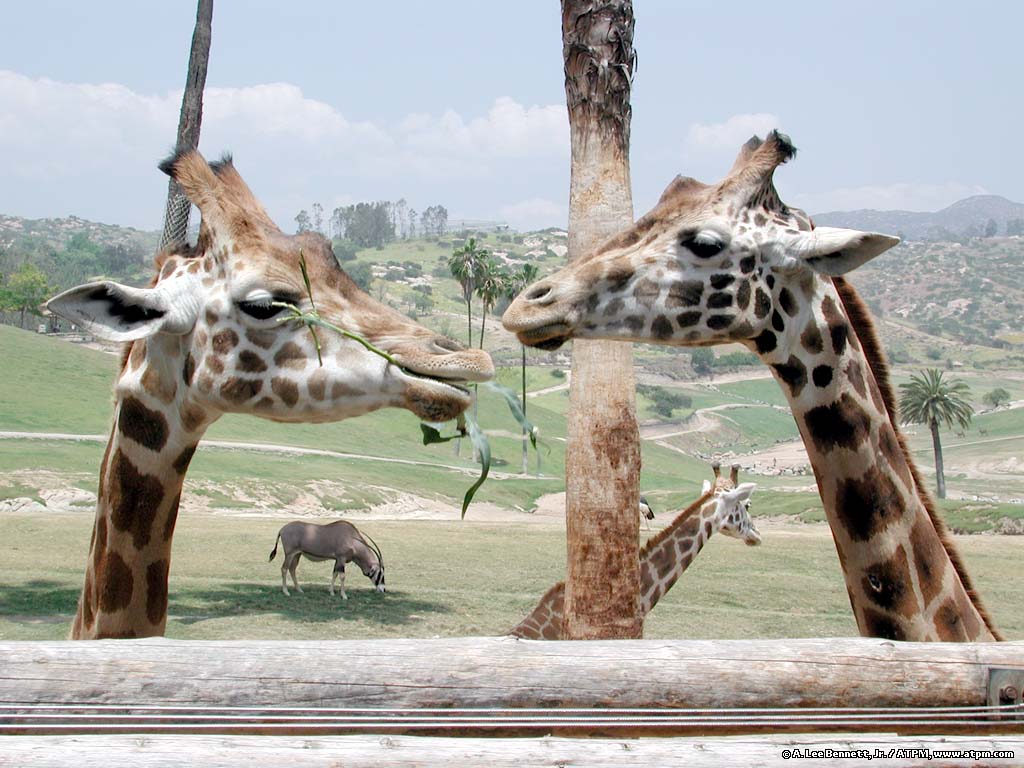 West african giraffe | african wildlife foundation