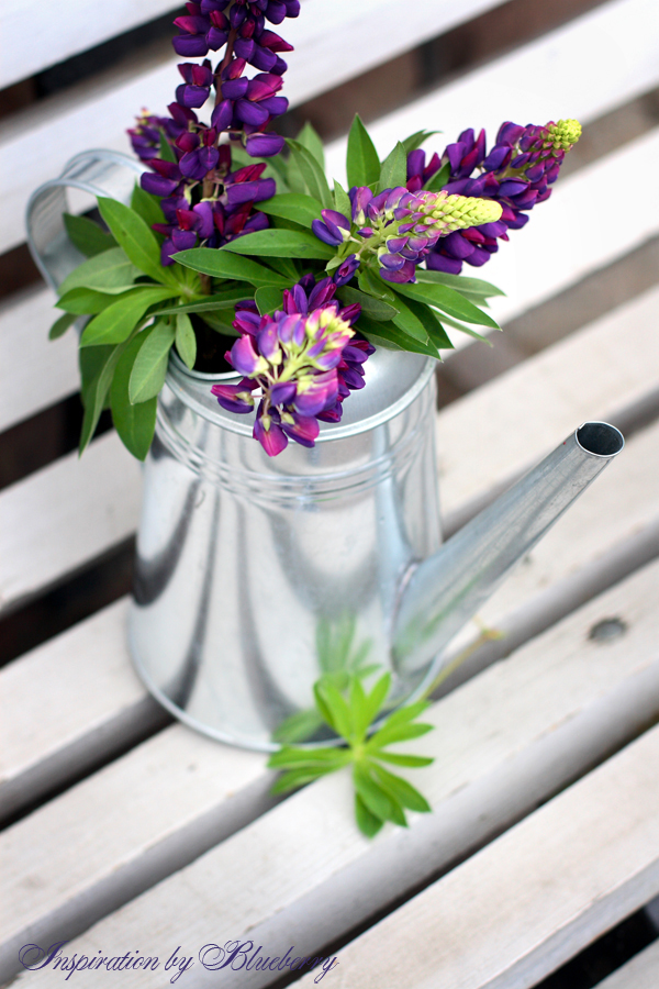 Blueberry Midsummer Flowers