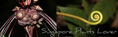 Singapore Plants Lover