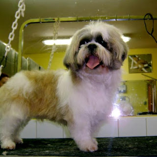 perros miniatura shih tzu de perros miniaturas the knownledge perros miniatura shih tzu de perros miniaturas the knownledge