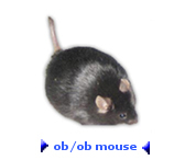 Ob Mouse