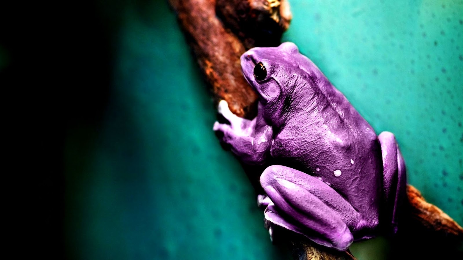 Purple Frog Desktop Wallpaper Purple Frog Desktop Wallpaper