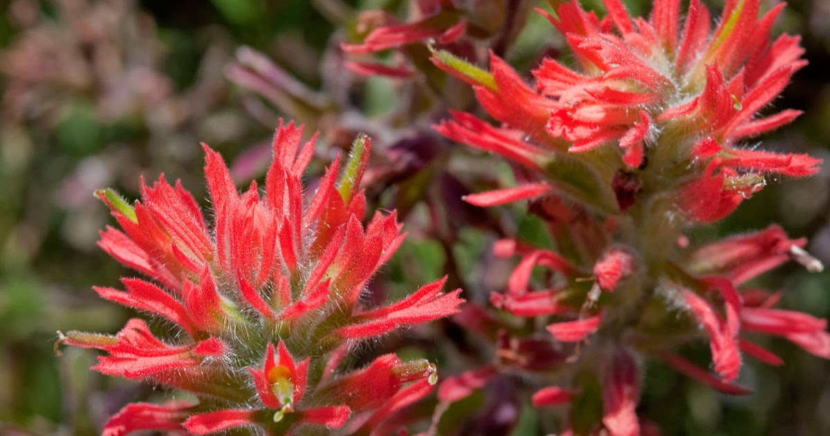 Songs of Eretz Poetry Review Poem of the Day “Indian Paintbrushes" by