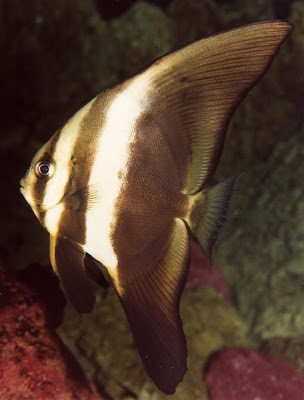 Orbic Batfish, Platax orbicularis
