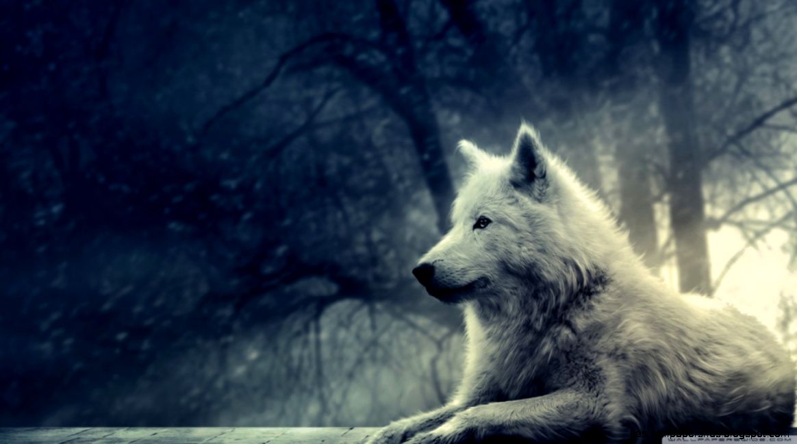 White Wolf Painting HD desktop wallpaper  Widescreen  High
