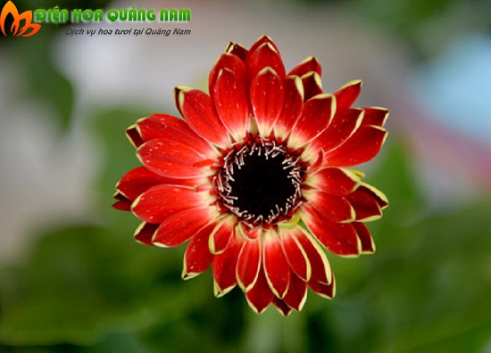 [Image: Doc-dao-vai-loai-hoa-moi-tai-Festival-Hoa-Da-Lat-2.jpg]