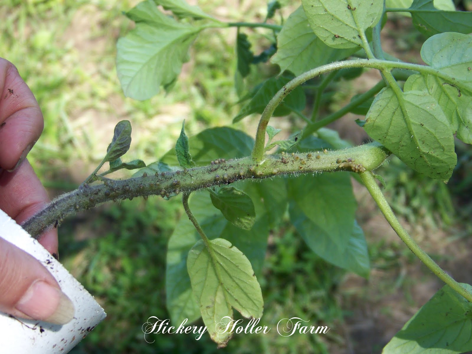 Hickery Holler Farm Planting Tomatoes