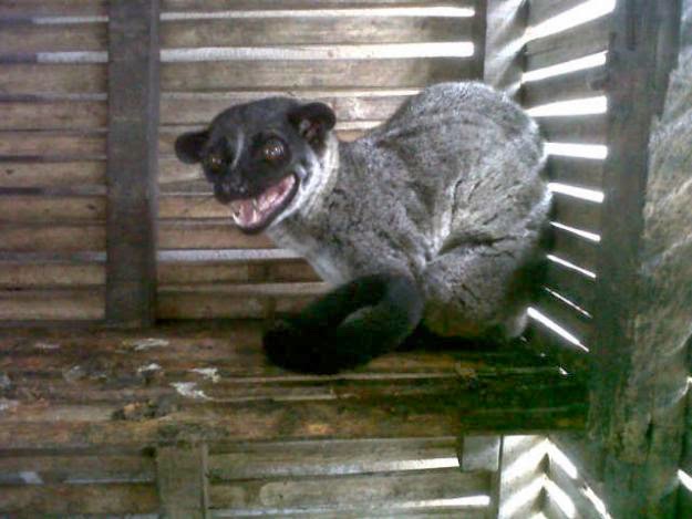 Pasaran Harga Musang Drh Fira Sovica