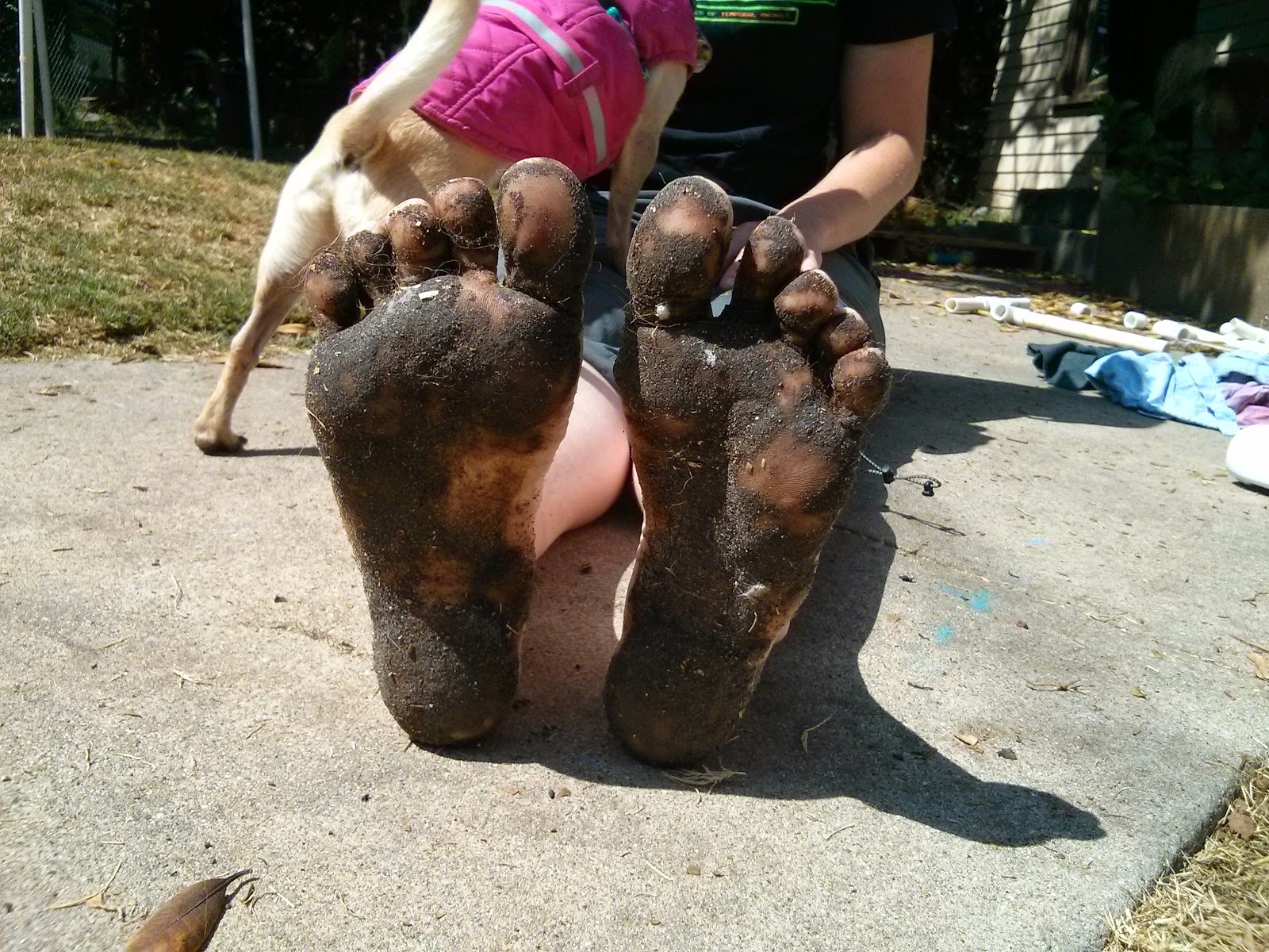 The Dog Geek In Which My Dogs Get Covered in Tar