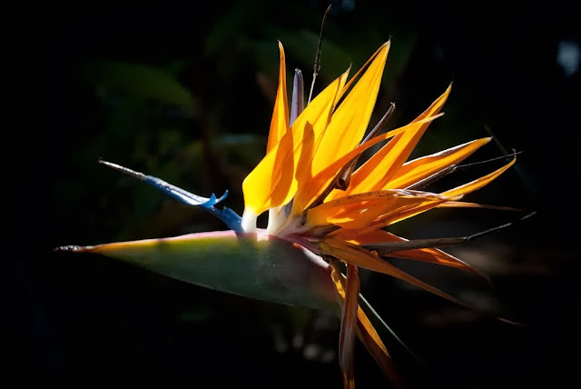 Hình ảnh top 10 loài hoa đẹp nhất thế giới