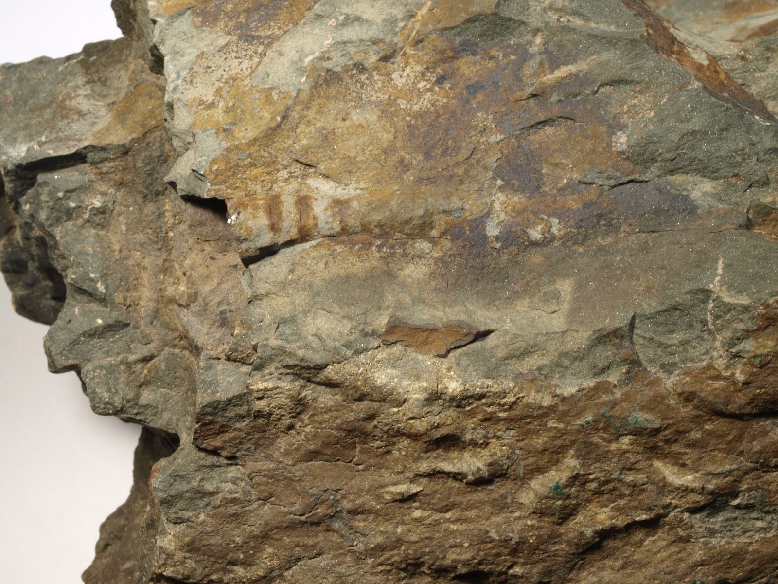 Fossil hunting in Maine Fossil Hunting Trips The Fossil Forum