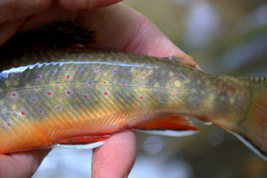 Cataloochee brook trout closeup