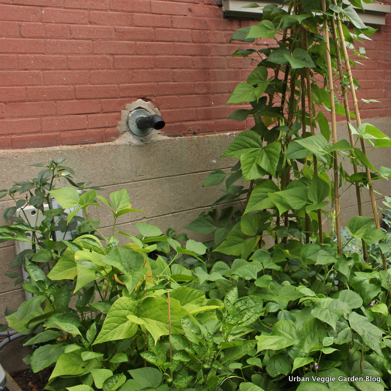 Urban Veggie Garden Blog Bean Bed This Year The Dry Beans Have Done Well But All Other Not My Dragon Tongue Are Just Starting To Produce Now And Green