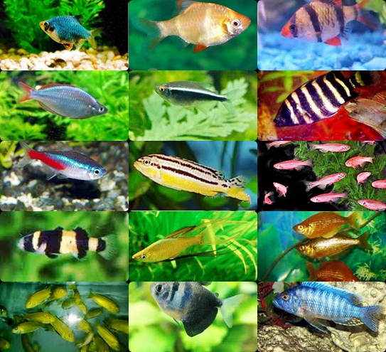 Gambar Gambar Ikan Hias