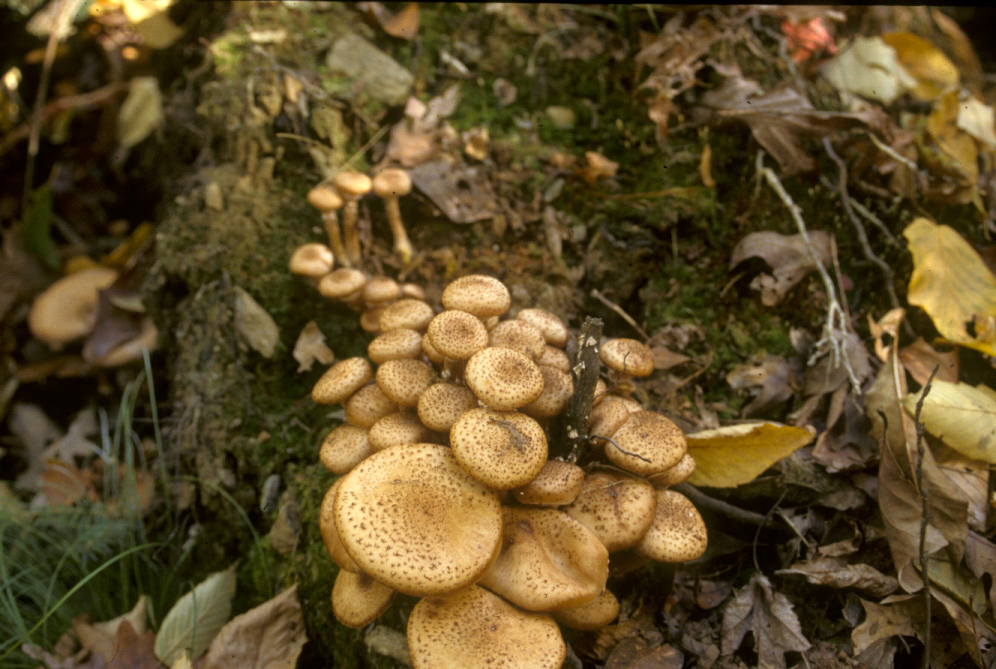 NCSU PDIC Armillaria Root Rot in the Landscape Attack of the