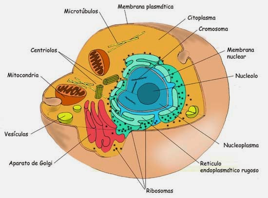 celula procariotica y eucariotica
