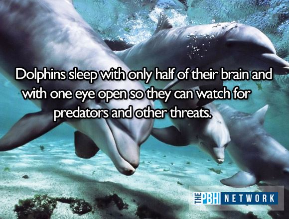 010-ocean-animals-facts-dolphins-sleep.jpg