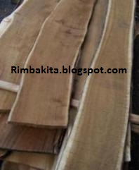 Kayu Akasia kayu akasia