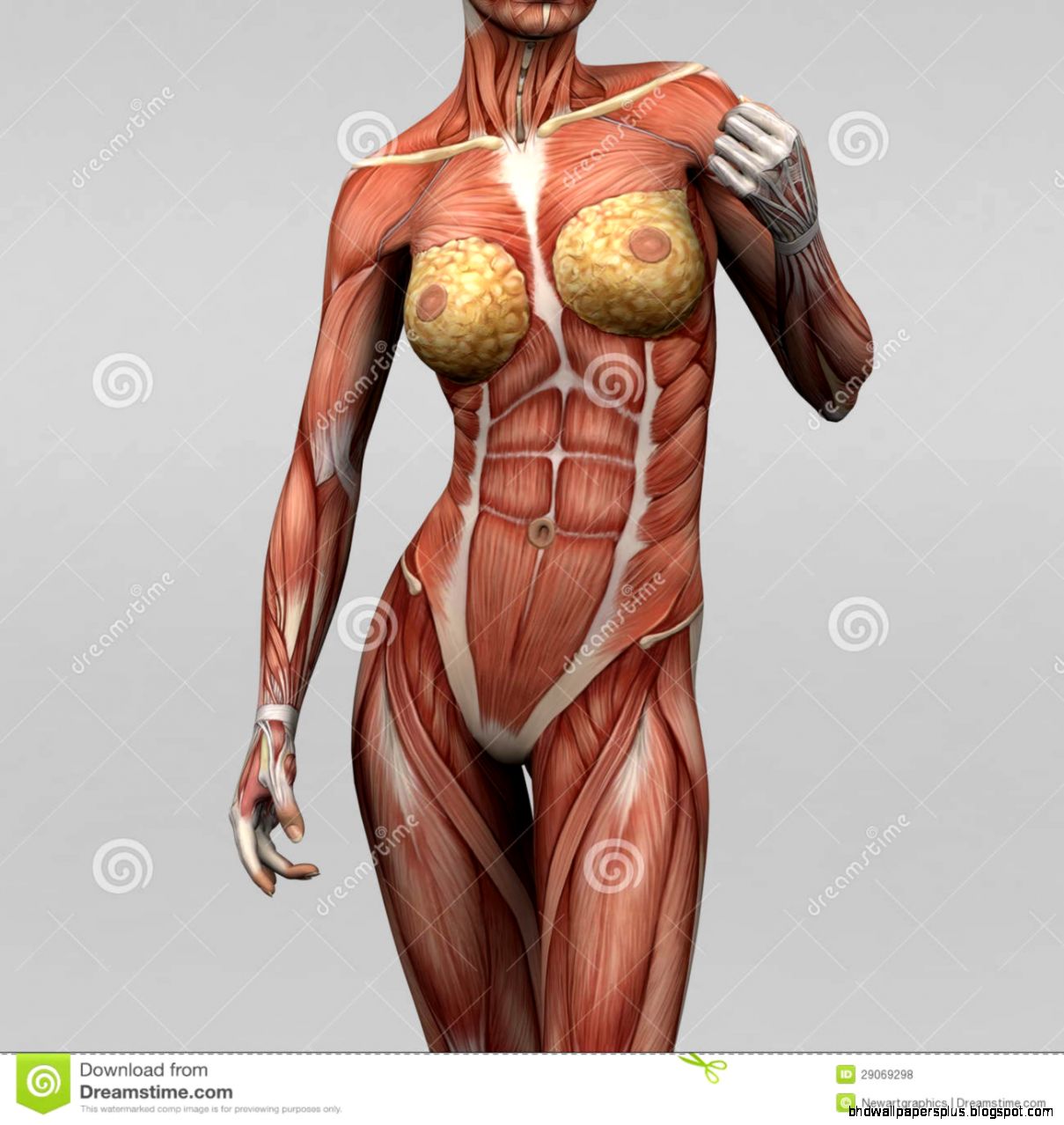 Female Human Anatomy And Muscles Royalty Free Stock Photos Image Female Human Anatomy And Muscles Royalty Free Stock Photos Image