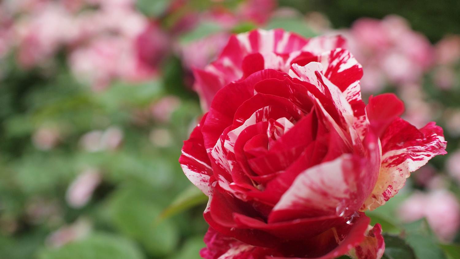 Transplanted to Portland... Portland rose test garden