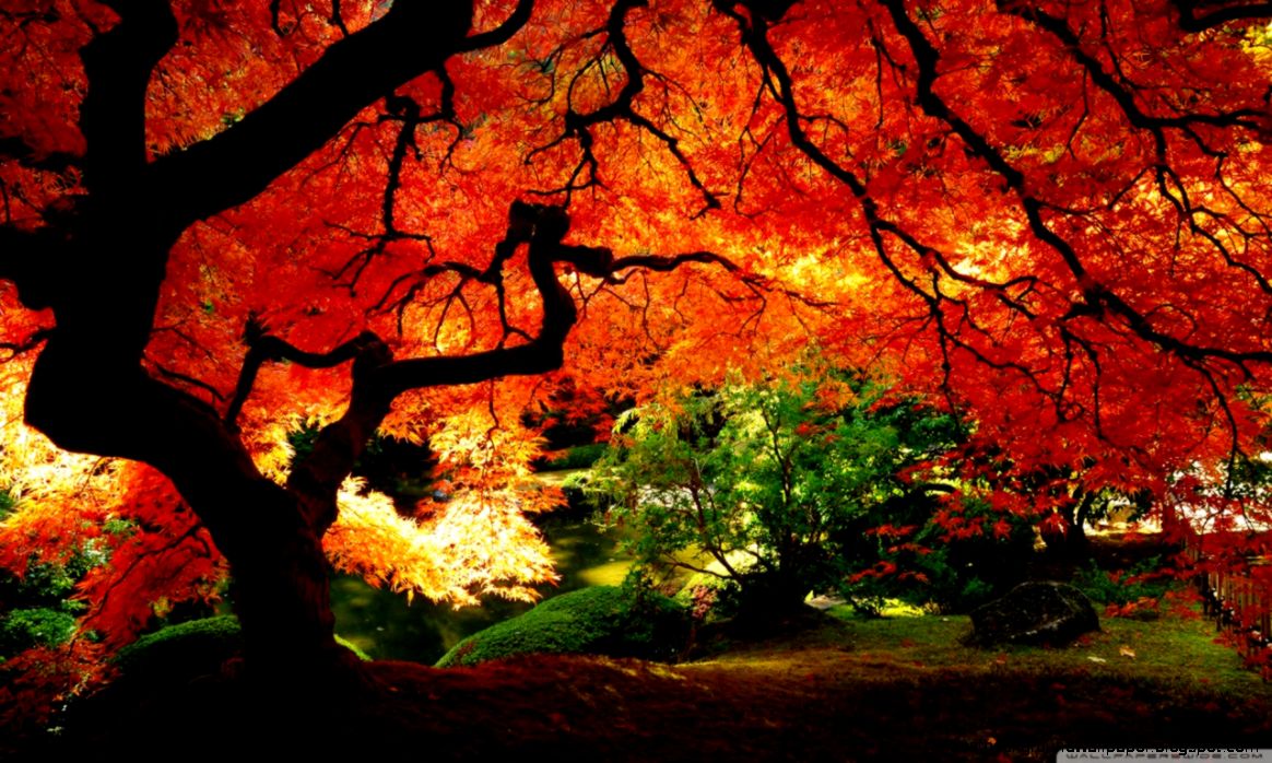 Fall Desktop Backgrounds Widescreen wallpaper Fall Desktop Backgrounds Widescreen wallpaper