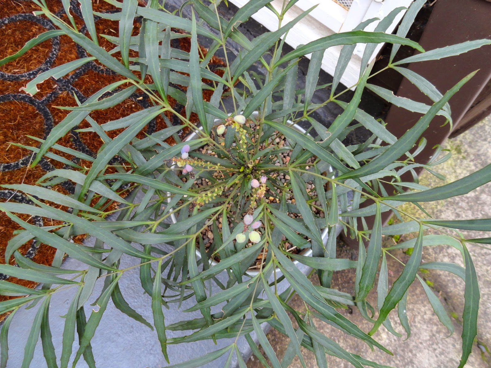 Future Plants By Randy Stewart Mahonias