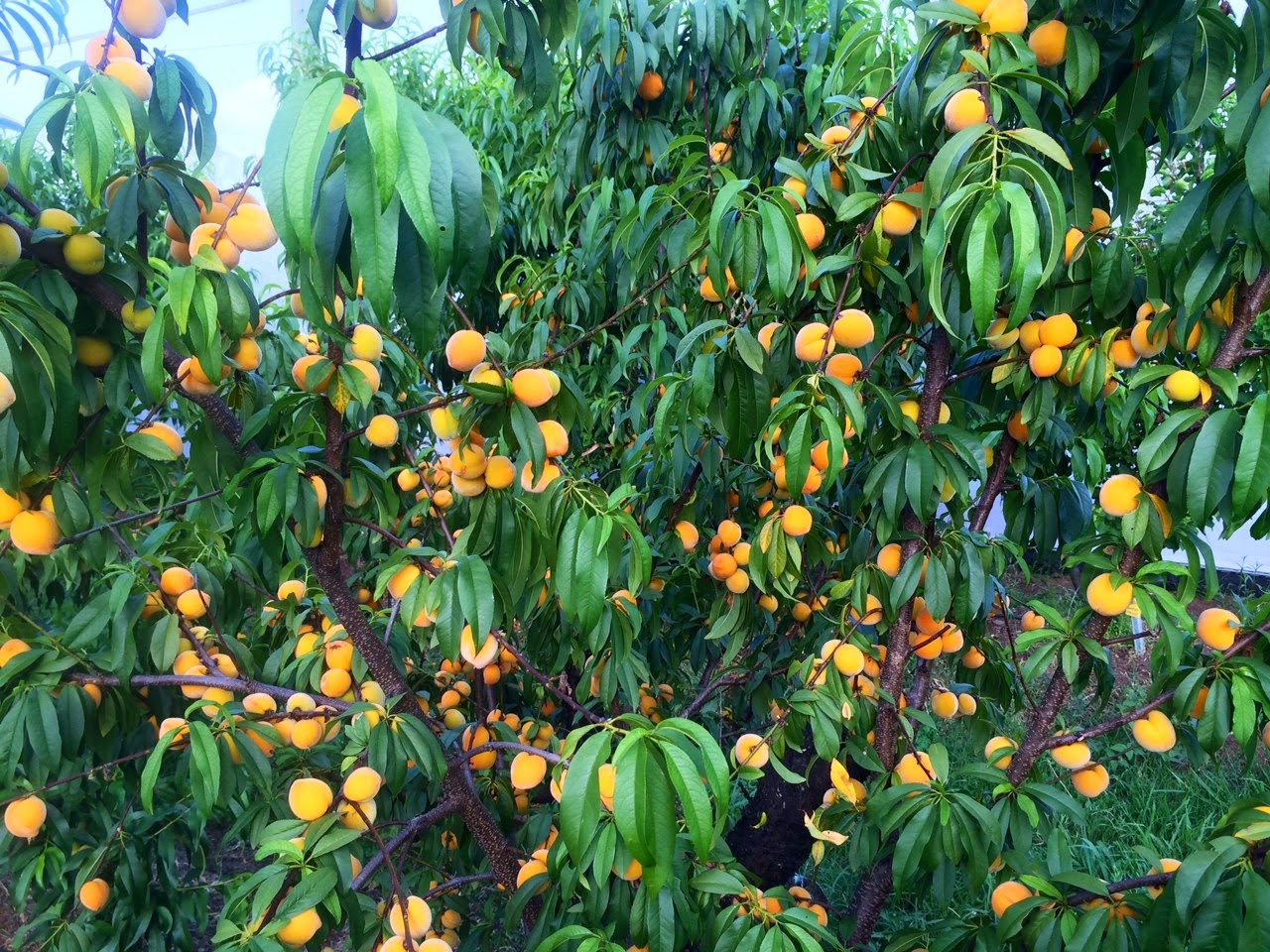 fruit in season fruit trees fruit in season fruit trees