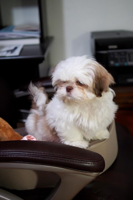 看看我象个小狮子吗？现在变到无比调皮无比大胆。昨天他和老公在书房，从那么高的椅子上就跳下去了，头先磕地叫了一下好象摔疼了。老公说不让他跳，但他非要跳，老公就让他跳了。急的我把老公臭骂一通怕他脑震荡。还好观察了后没事。现在又顽皮的不得了！