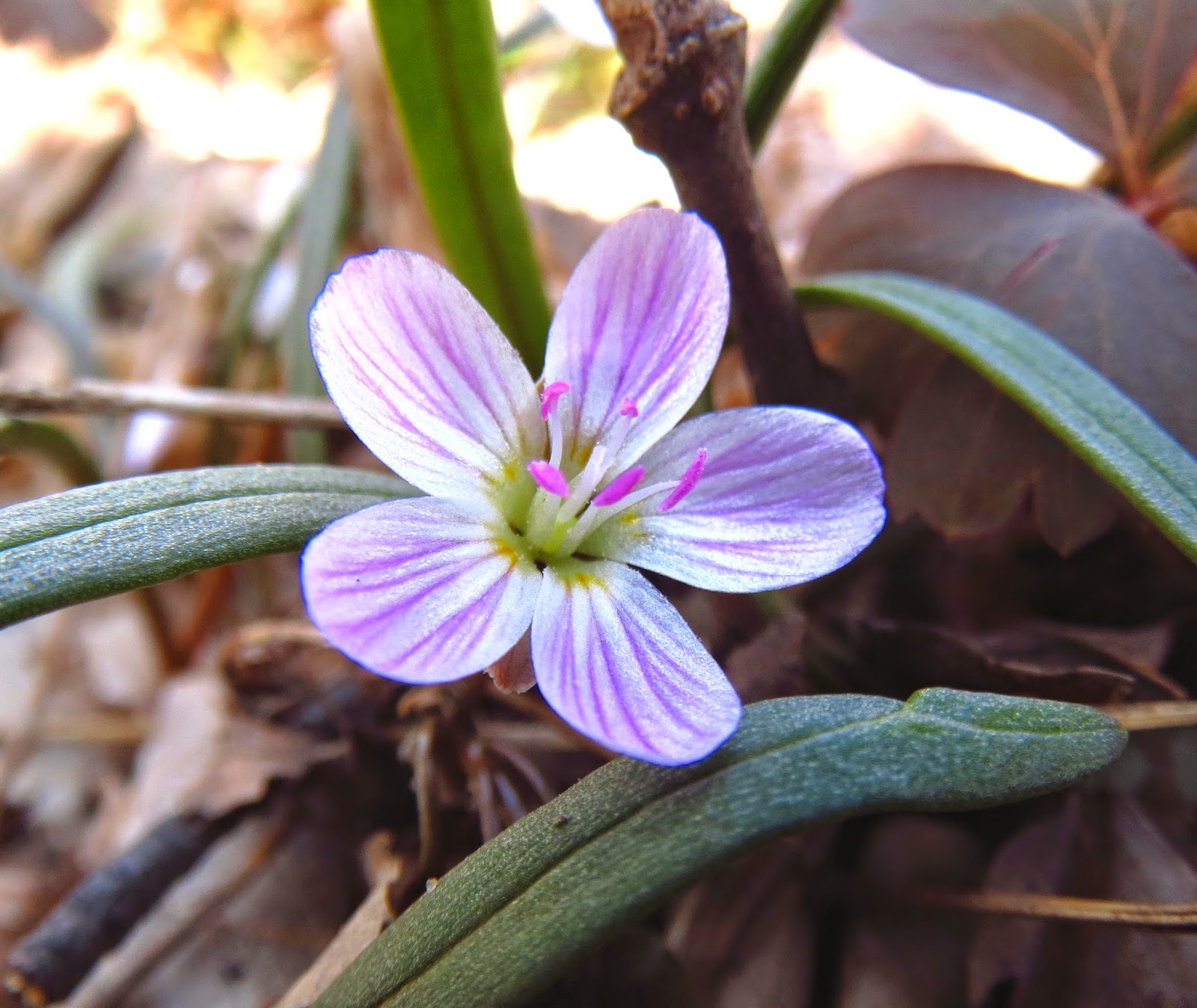 Plants Amaze Me Spring Wildflowers in Ottawa and Allegan
