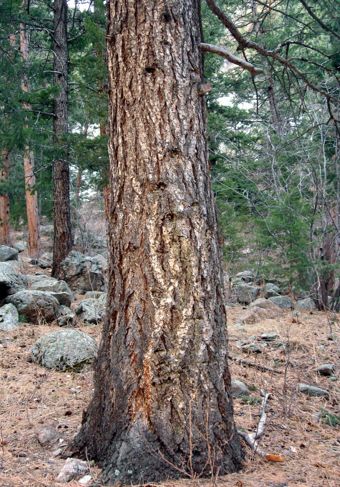 Rocky Mountain Bushcraft Rocky Mountain Tree Identification Douglas Fir Tree (Pseudotsuga
