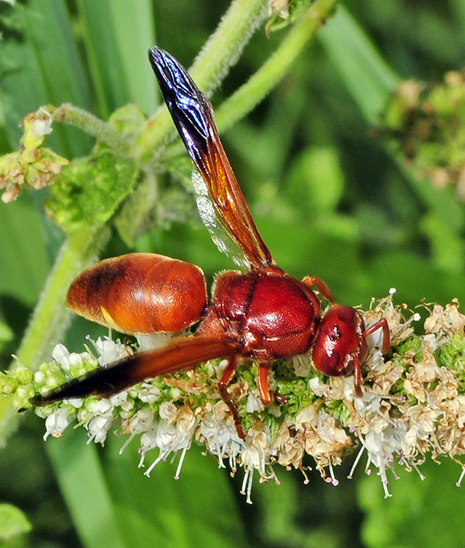 Mundo Natural Faluke Rhynchium oculatum
