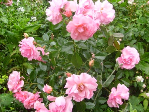 Rose de Beaune